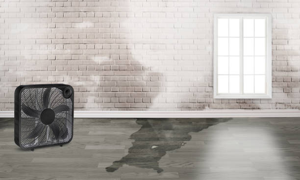 Best Carpet water damage restoration  in Indian River, MI